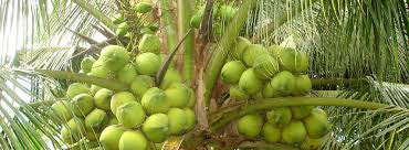 ben-tre-song-nuoc